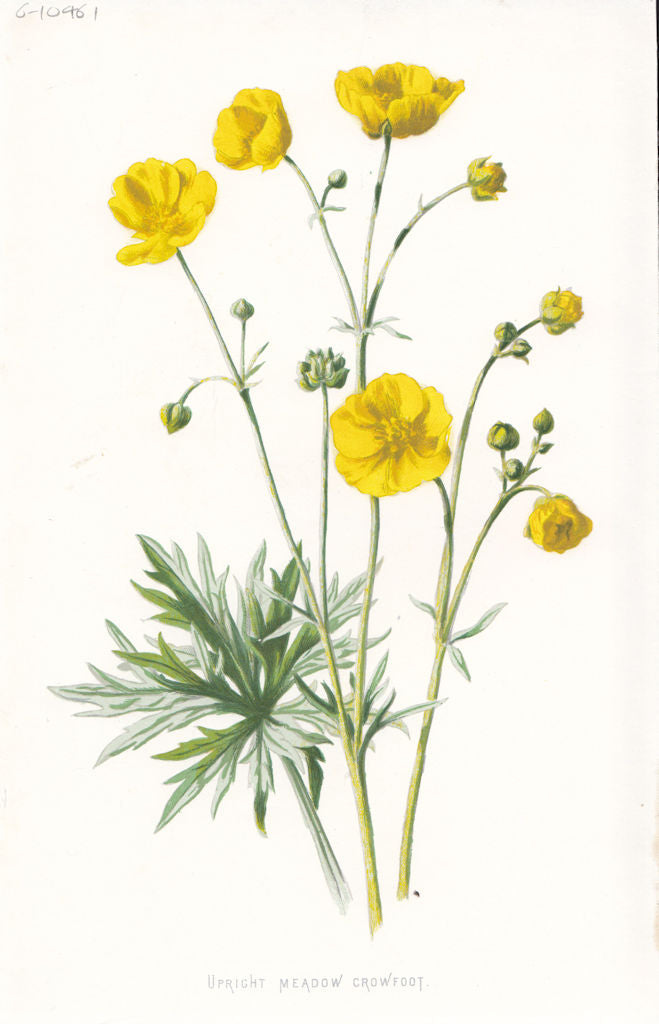 FLOWERS. Upright Meadow Crowfoot c1895 old antique vintage print picture
